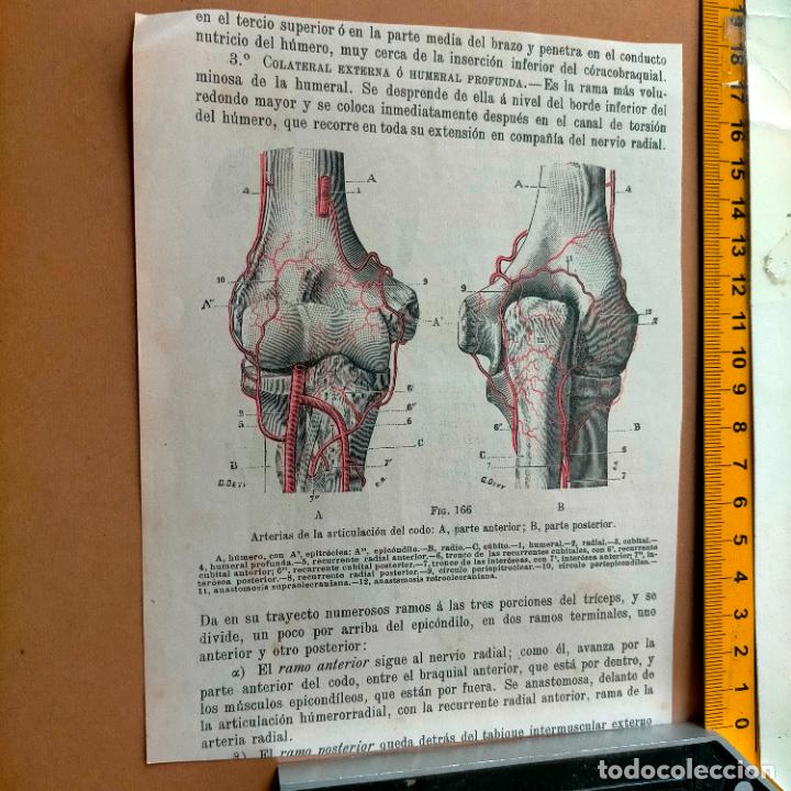 Libri antichi: antiguo grabado cuerpo humano medicina a&ntilde;o 1900 medico - PARTES ANATOMIA DISECCION VER FOTOS