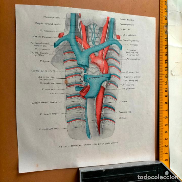 Libri antichi: antiguo grabado cuerpo humano medicina a&ntilde;o 1900 medico - PARTES ANATOMIA DISECCION VER FOTOS
