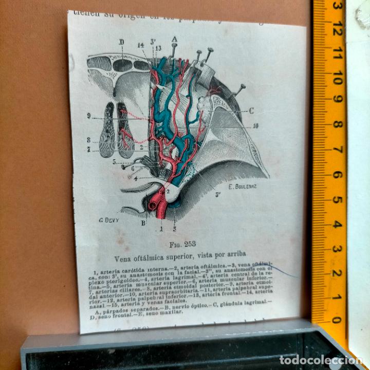 Libri antichi: antiguo grabado cuerpo humano medicina a&ntilde;o 1900 medico - PARTES ANATOMIA DISECCION VER FOTOS