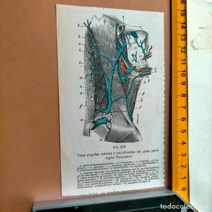 Libri antichi: antiguo grabado cuerpo humano medicina a&ntilde;o 1900 medico - PARTES ANATOMIA DISECCION VER FOTOS