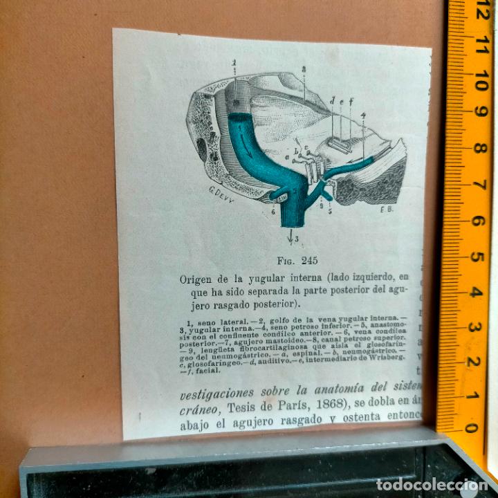 Libri antichi: antiguo grabado cuerpo humano medicina a&ntilde;o 1900 medico - PARTES ANATOMIA DISECCION VER FOTOS