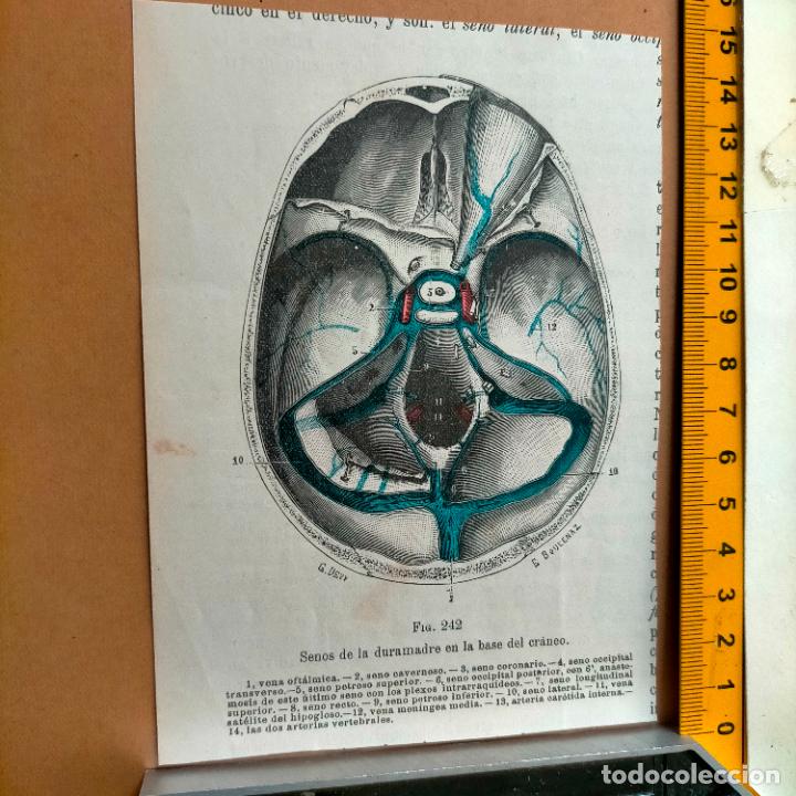 Libri antichi: antiguo grabado cuerpo humano medicina a&ntilde;o 1900 medico - PARTES ANATOMIA DISECCION VER FOTOS