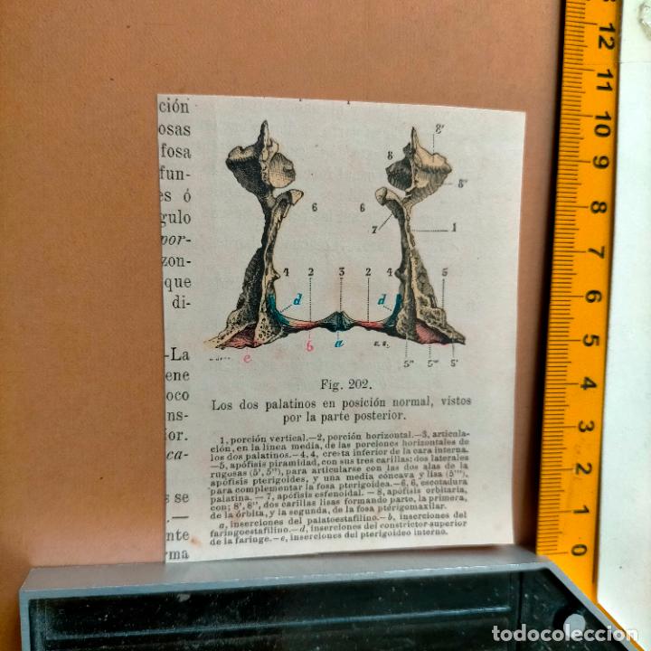 Libri antichi: antiguo grabado cuerpo humano medicina a&ntilde;o 1900 medico - PARTES ANATOMIA DISECCION VER FOTOS