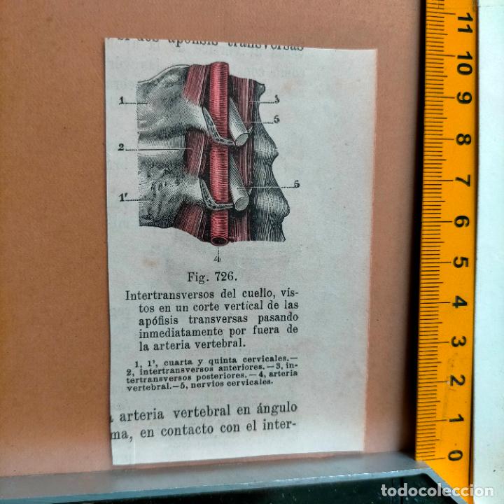 Libri antichi: antiguo grabado cuerpo humano medicina a&ntilde;o 1900 medico - PARTES ANATOMIA DISECCION VER FOTOS