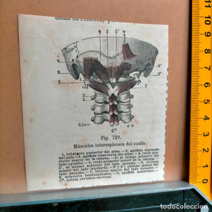 Libri antichi: antiguo grabado cuerpo humano medicina a&ntilde;o 1900 medico - PARTES ANATOMIA DISECCION VER FOTOS