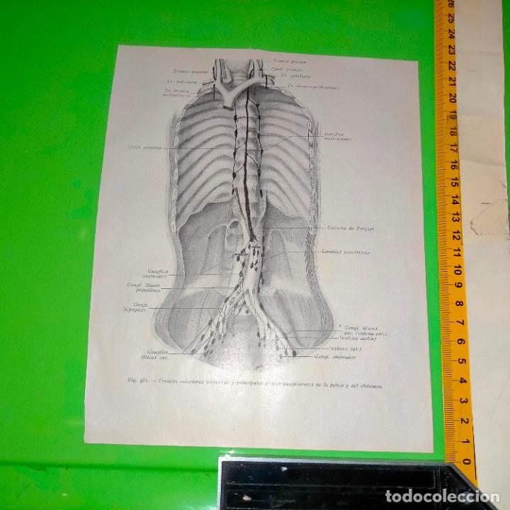 Antiquarische B&uuml;cher: antiguo grabado cuerpo humano medicina a&ntilde;o 1900 medico - PARTES ANATOMIA DISECCION VER FOTOS