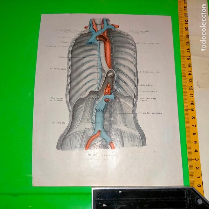 Antiquarische B&uuml;cher: antiguo grabado cuerpo humano medicina a&ntilde;o 1900 medico - PARTES ANATOMIA DISECCION VER FOTOS