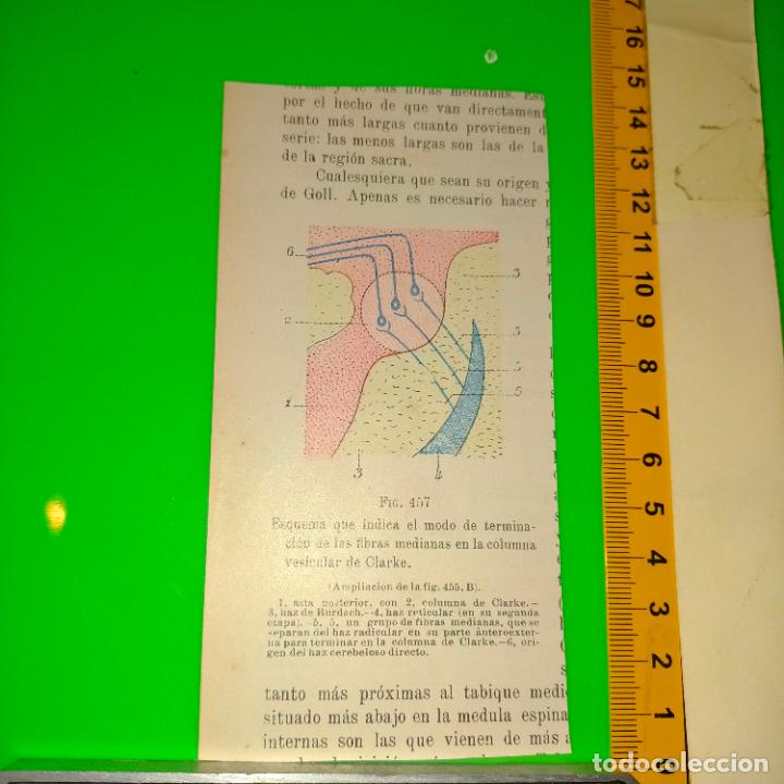 Libri antichi: antiguo grabado cuerpo humano medicina a&ntilde;o 1900 medico - PARTES ANATOMIA DISECCION VER FOTOS