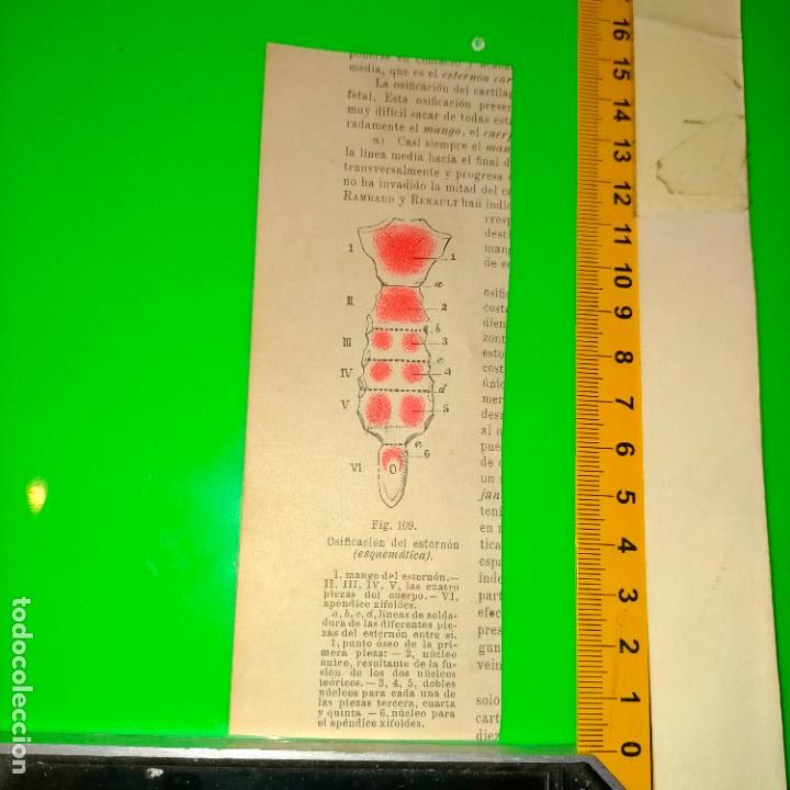 Libri antichi: antiguo grabado cuerpo humano medicina a&ntilde;o 1900 medico - PARTES ANATOMIA DISECCION VER FOTOS