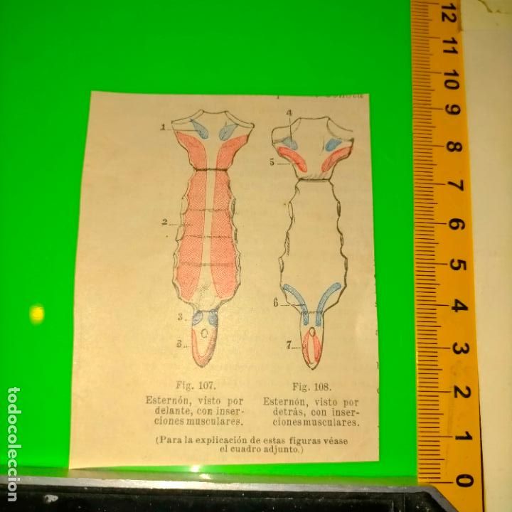 Libri antichi: antiguo grabado cuerpo humano medicina a&ntilde;o 1900 medico - PARTES ANATOMIA DISECCION VER FOTOS