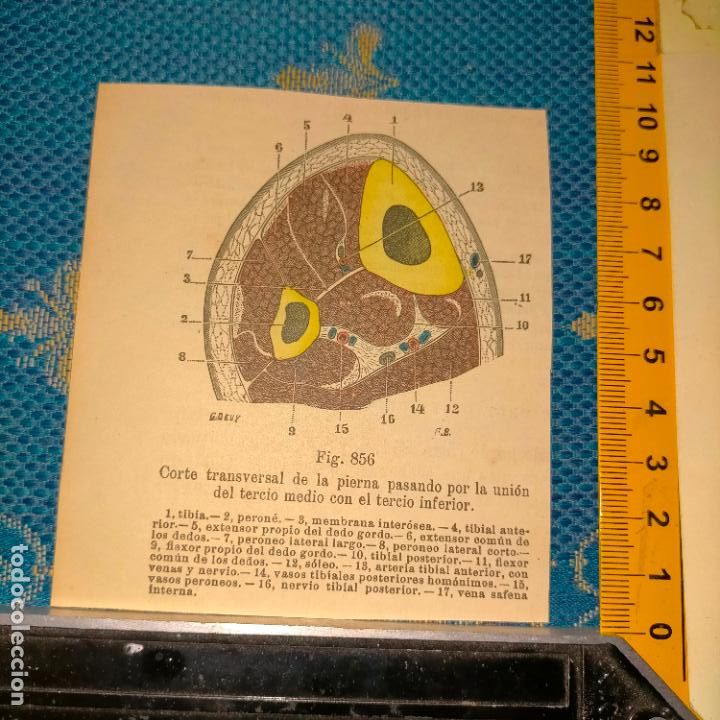 Antiquarische B&uuml;cher: antiguo grabado cuerpo humano medicina a&ntilde;o 1900 medico - PARTES ANATOMIA DISECCION VER FOTOS