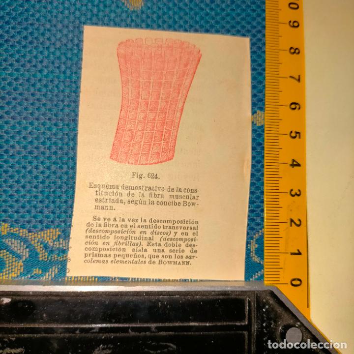 Antiquarische B&uuml;cher: antiguo grabado cuerpo humano medicina a&ntilde;o 1900 medico - PARTES ANATOMIA DISECCION VER FOTOS