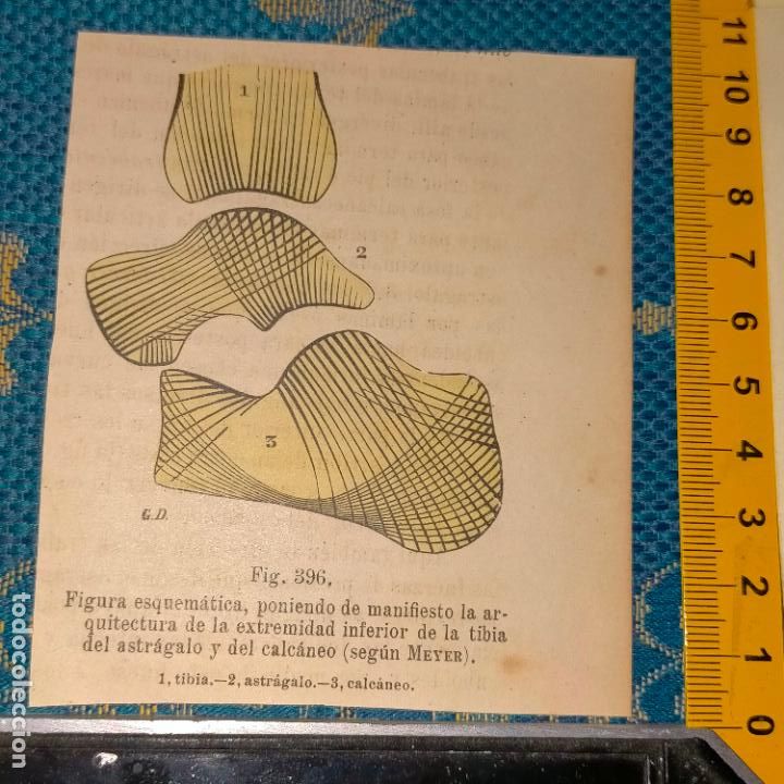Antiquarische B&uuml;cher: antiguo grabado cuerpo humano medicina a&ntilde;o 1900 medico - PARTES ANATOMIA DISECCION VER FOTOS