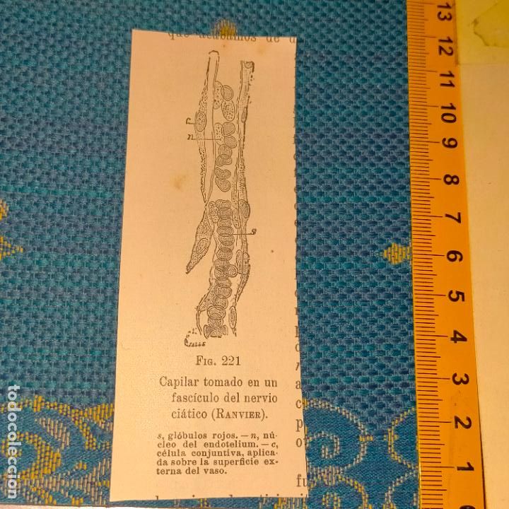 Antiquarische B&uuml;cher: antiguo grabado cuerpo humano medicina a&ntilde;o 1900 medico - PARTES ANATOMIA DISECCION VER FOTOS