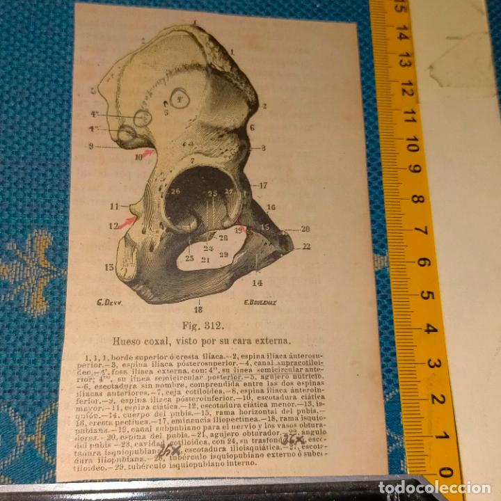 Antiquarische B&uuml;cher: antiguo grabado cuerpo humano medicina a&ntilde;o 1900 medico - PARTES ANATOMIA DISECCION VER FOTOS