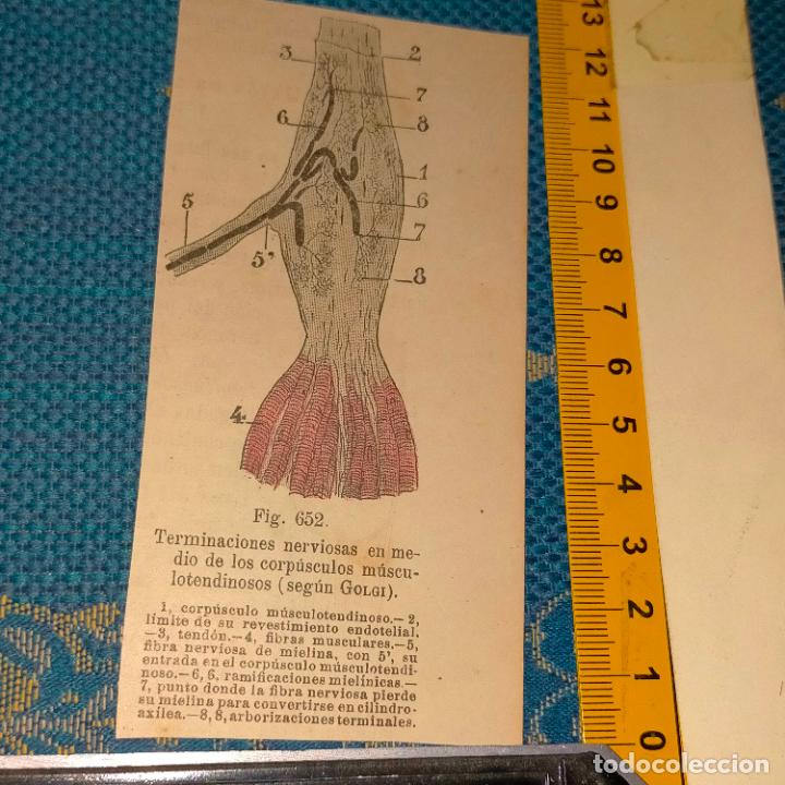 Antiquarische B&uuml;cher: antiguo grabado cuerpo humano medicina a&ntilde;o 1900 medico - PARTES ANATOMIA DISECCION VER FOTOS