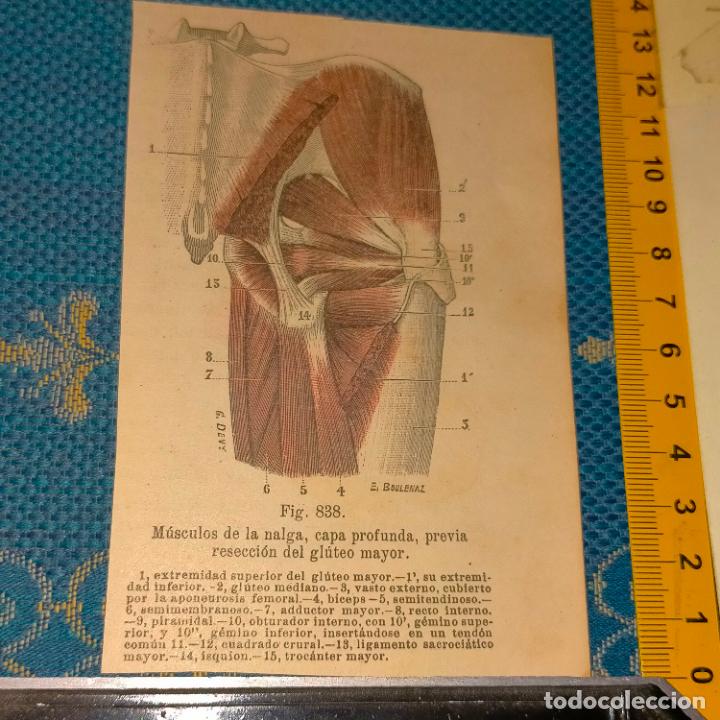 Libri antichi: antiguo grabado cuerpo humano medicina a&ntilde;o 1900 medico - PARTES ANATOMIA DISECCION VER FOTOS