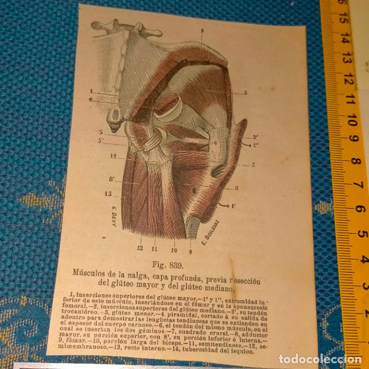Libri antichi: antiguo grabado cuerpo humano medicina a&ntilde;o 1900 medico - PARTES ANATOMIA DISECCION VER FOTOS