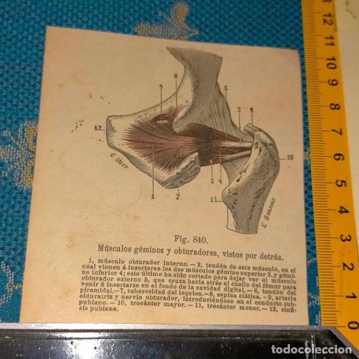 Libri antichi: antiguo grabado cuerpo humano medicina a&ntilde;o 1900 medico - PARTES ANATOMIA DISECCION VER FOTOS