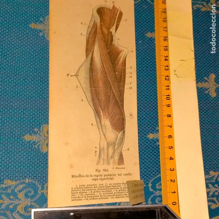 Libri antichi: antiguo grabado cuerpo humano medicina a&ntilde;o 1900 medico - PARTES ANATOMIA DISECCION VER FOTOS