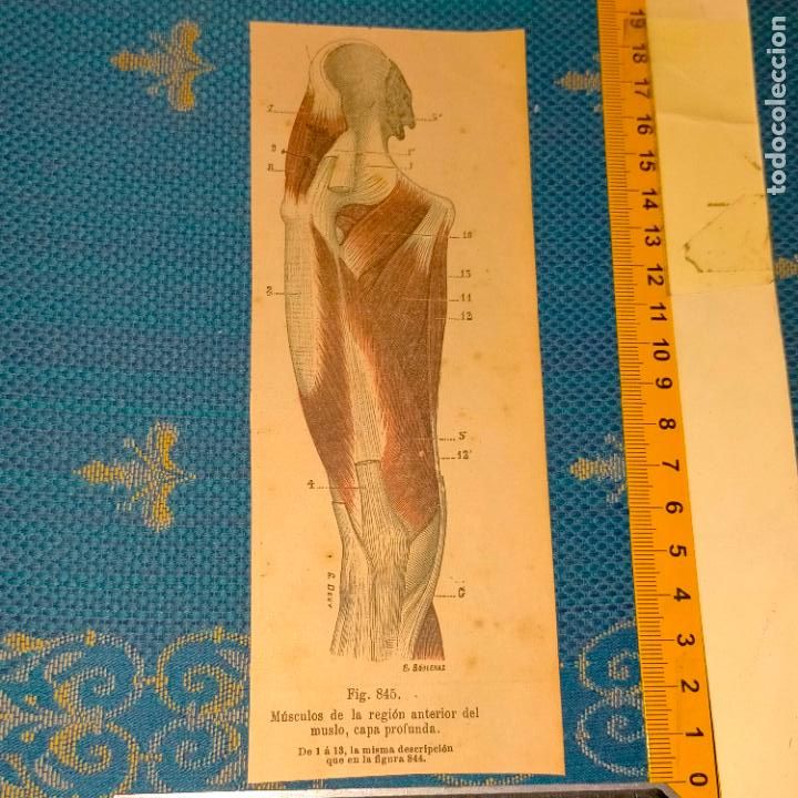 Libri antichi: antiguo grabado cuerpo humano medicina a&ntilde;o 1900 medico - PARTES ANATOMIA DISECCION VER FOTOS