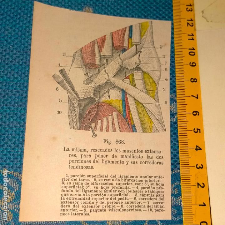 Libri antichi: antiguo grabado cuerpo humano medicina a&ntilde;o 1900 medico - PARTES ANATOMIA DISECCION VER FOTOS