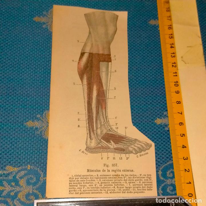 Libri antichi: antiguo grabado cuerpo humano medicina a&ntilde;o 1900 medico - PARTES ANATOMIA DISECCION VER FOTOS