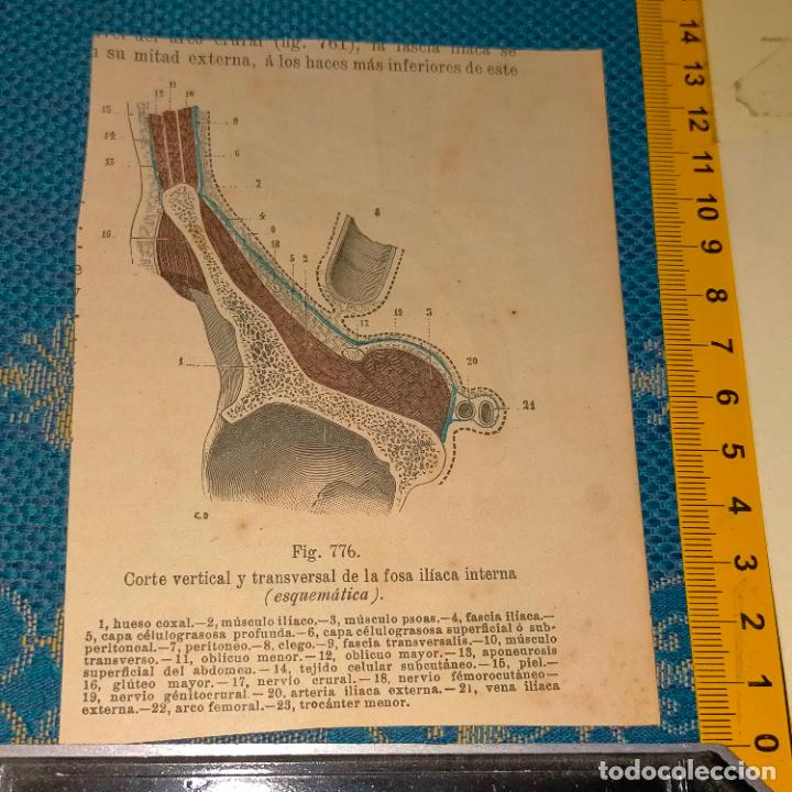 Libri antichi: antiguo grabado cuerpo humano medicina a&ntilde;o 1900 medico - PARTES ANATOMIA DISECCION VER FOTOS