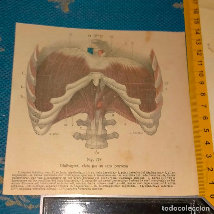 Libri antichi: antiguo grabado cuerpo humano medicina a&ntilde;o 1900 medico - PARTES ANATOMIA DISECCION VER FOTOS