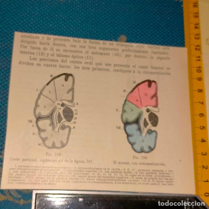 Libri antichi: antiguo grabado cuerpo humano medicina a&ntilde;o 1900 medico - PARTES ANATOMIA DISECCION VER FOTOS
