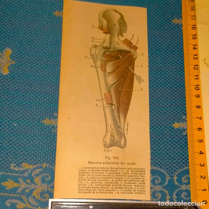 Libri antichi: antiguo grabado cuerpo humano medicina a&ntilde;o 1900 medico - PARTES ANATOMIA DISECCION VER FOTOS