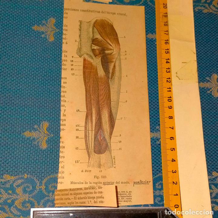 Libri antichi: antiguo grabado cuerpo humano medicina a&ntilde;o 1900 medico - PARTES ANATOMIA DISECCION VER FOTOS