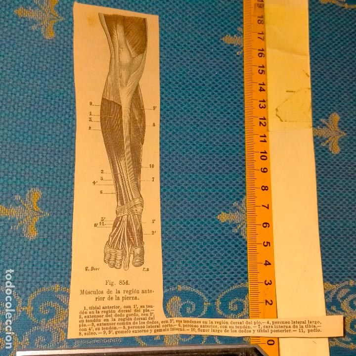 Libri antichi: antiguo grabado cuerpo humano medicina a&ntilde;o 1900 medico - PARTES ANATOMIA DISECCION VER FOTOS