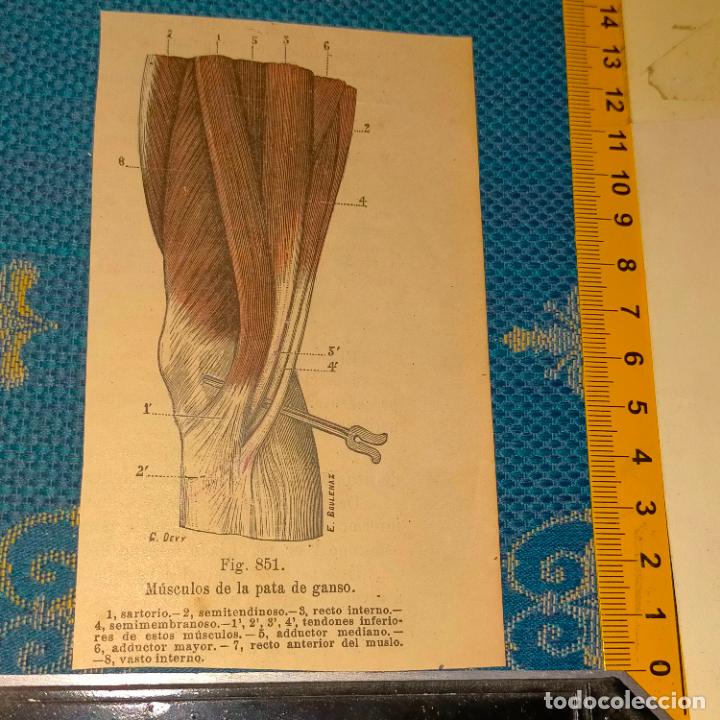 Antiquarische B&uuml;cher: antiguo grabado cuerpo humano medicina a&ntilde;o 1900 medico - PARTES ANATOMIA DISECCION VER FOTOS