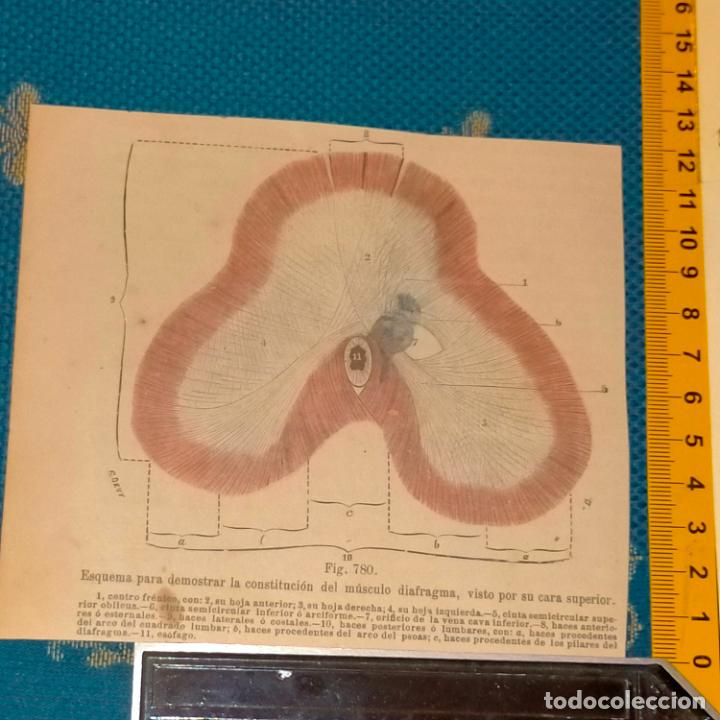 Antiquarische B&uuml;cher: antiguo grabado cuerpo humano medicina a&ntilde;o 1900 medico - PARTES ANATOMIA DISECCION VER FOTOS