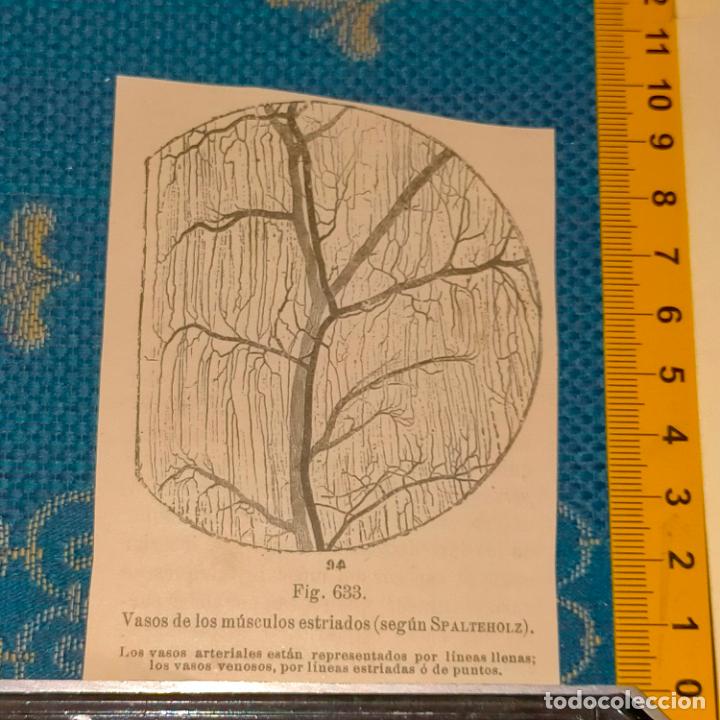 Antiquarische B&uuml;cher: antiguo grabado cuerpo humano medicina a&ntilde;o 1900 medico - PARTES ANATOMIA DISECCION VER FOTOS