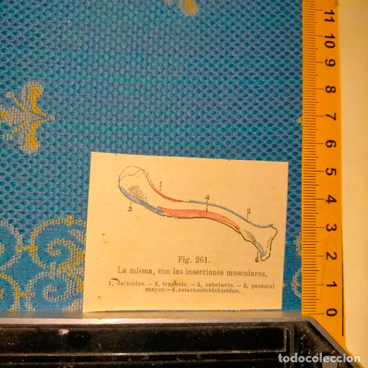 Libri antichi: antiguo grabado cuerpo humano medicina a&ntilde;o 1900 medico - PARTES ANATOMIA DISECCION VER FOTOS