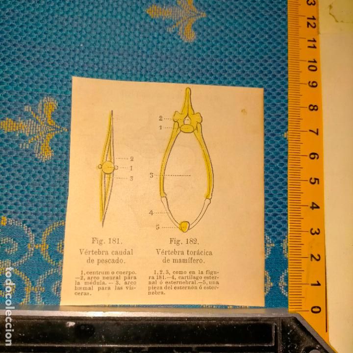 Libri antichi: antiguo grabado cuerpo humano medicina a&ntilde;o 1900 medico - PARTES ANATOMIA DISECCION VER FOTOS