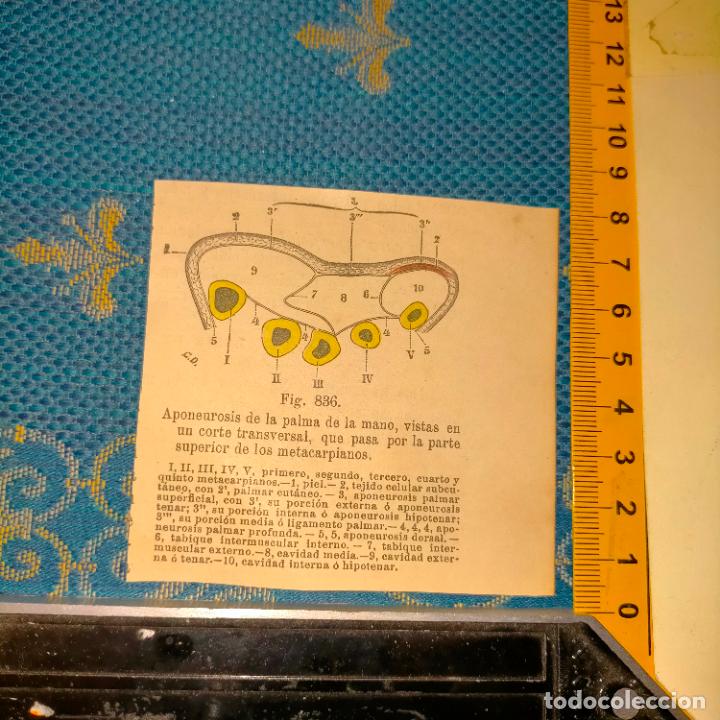 Libri antichi: antiguo grabado cuerpo humano medicina a&ntilde;o 1900 medico - PARTES ANATOMIA DISECCION VER FOTOS