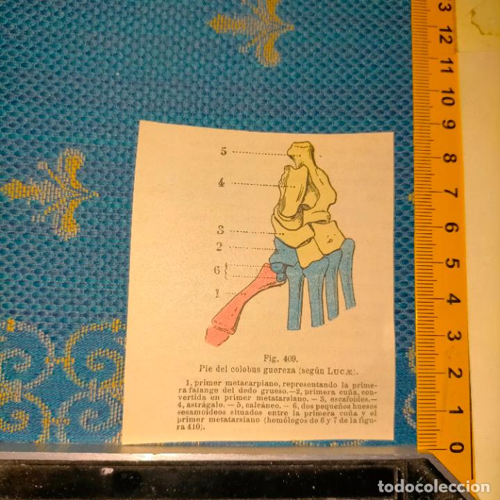 Libri antichi: antiguo grabado cuerpo humano medicina a&ntilde;o 1900 medico - PARTES ANATOMIA DISECCION VER FOTOS
