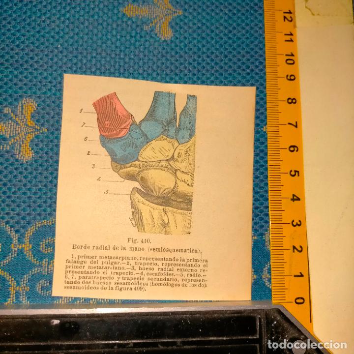 Libri antichi: antiguo grabado cuerpo humano medicina a&ntilde;o 1900 medico - PARTES ANATOMIA DISECCION VER FOTOS