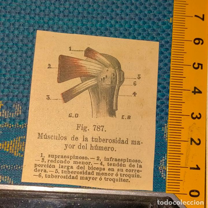 Libri antichi: antiguo grabado cuerpo humano medicina a&ntilde;o 1900 medico - PARTES ANATOMIA DISECCION VER FOTOS