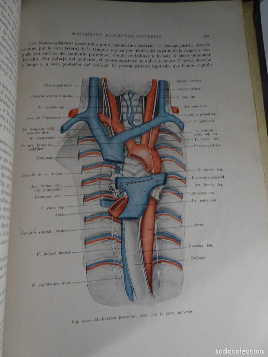 Libros antiguos: ANATOM&Iacute;A HUMANA , H.ROUVIERE , 1930, TOMO II, ANATOM&Iacute;A DEL TRONCO, VER FOTOS