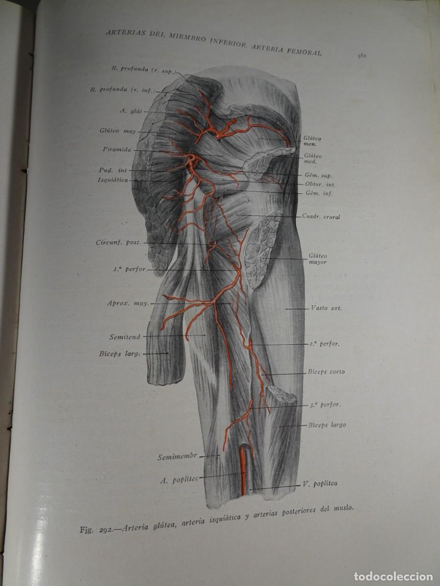 Libros antiguos: ANATOM&Iacute;A HUMANA , H. ROUVIERE , 1930, TOMO III, MIEMBROS Y SISTEMA NERVIOSO, VER FOTOS