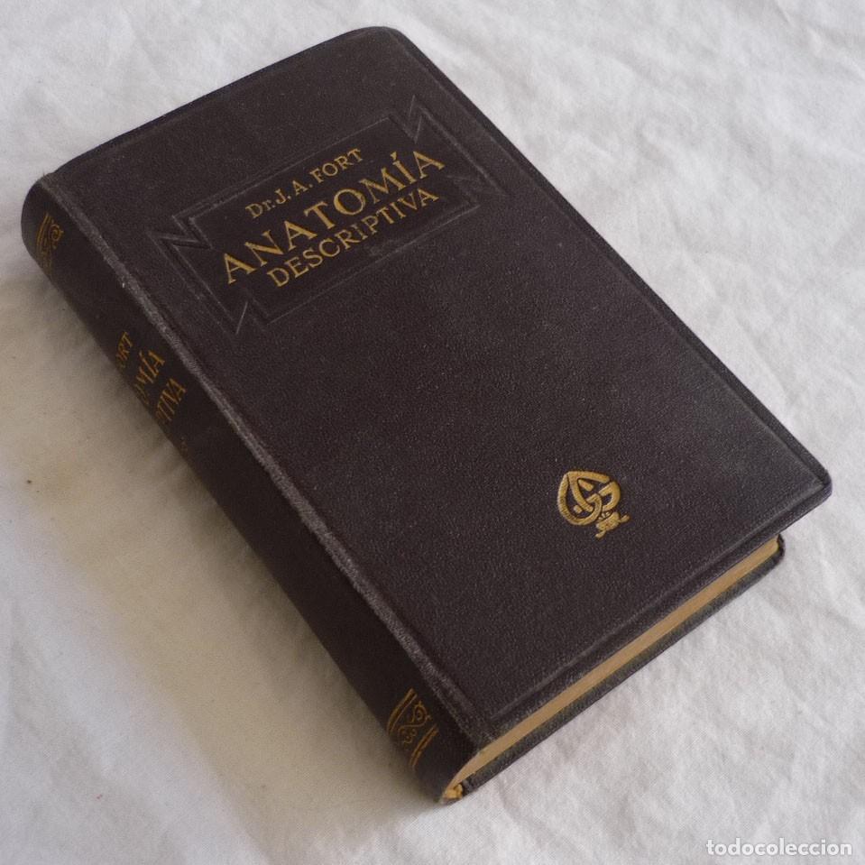 Libros antiguos: Compendio de Anatom&iacute;a Descriptiva J.A. Fort 1925 - Foto 1