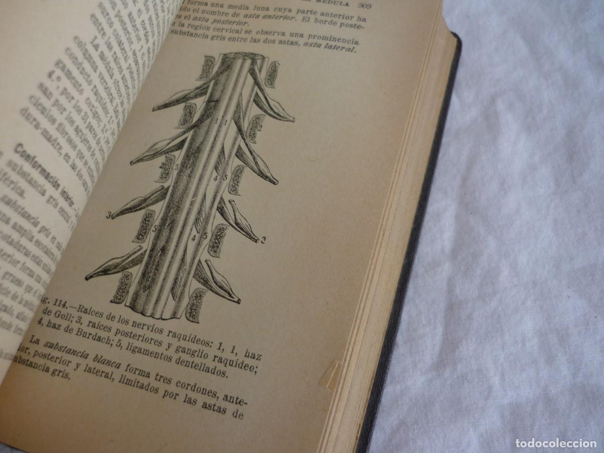 Libros antiguos: Compendio de Anatom&iacute;a Descriptiva J.A. Fort 1925 - Foto 9