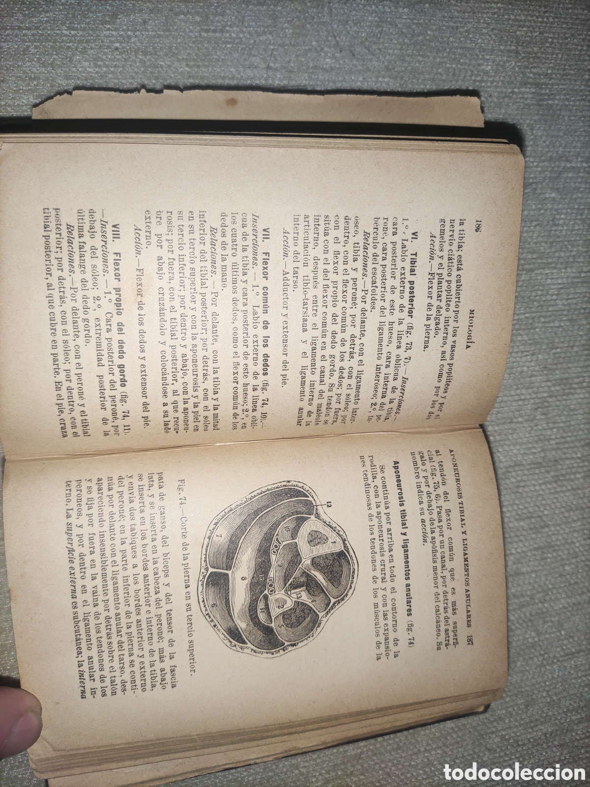 Libros antiguos: Compendio de Anatom&iacute;a Descriptiva. - Foto 4