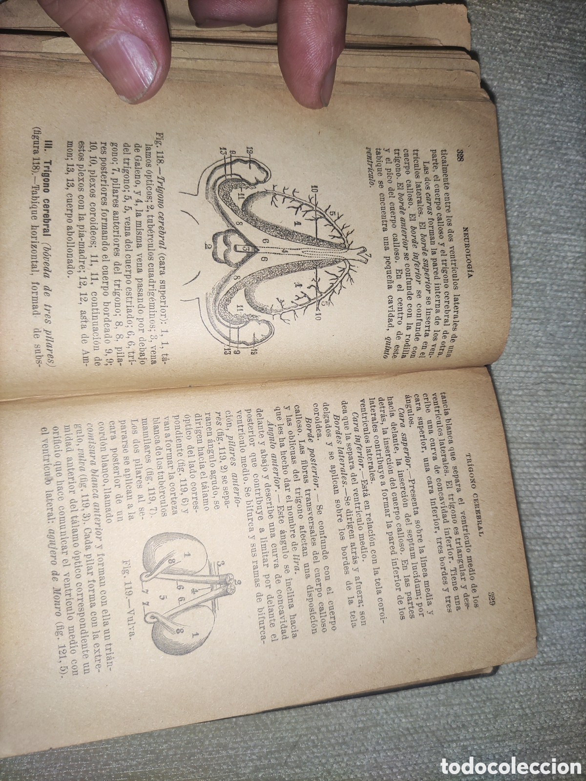 Libros antiguos: Compendio de Anatom&iacute;a Descriptiva. - Foto 6