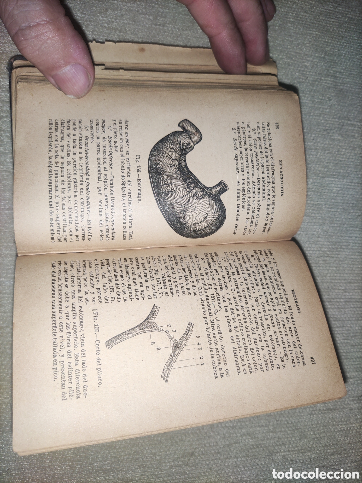Libros antiguos: Compendio de Anatom&iacute;a Descriptiva. - Foto 7