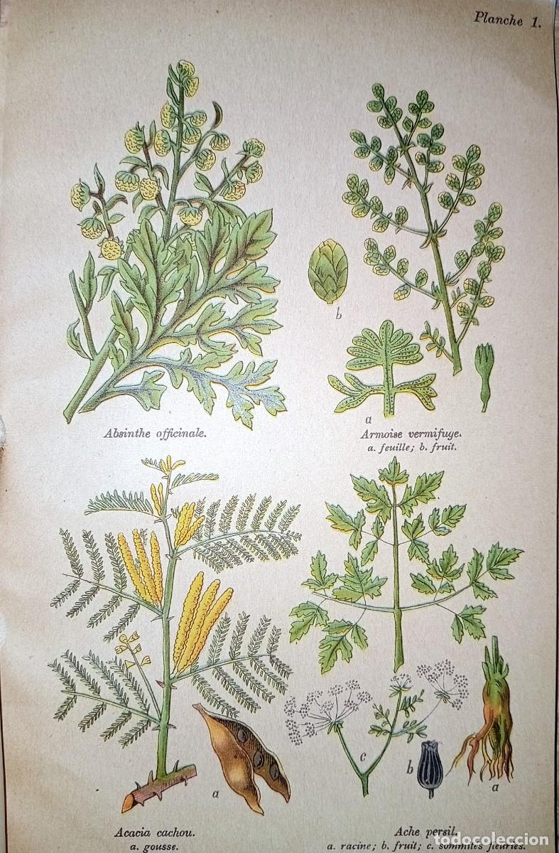 Libros antiguos: LES PLANTES M&Eacute;DICINALES - Foto 3